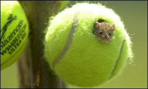 Wimbledon-tennis-balls-homes-for-mice